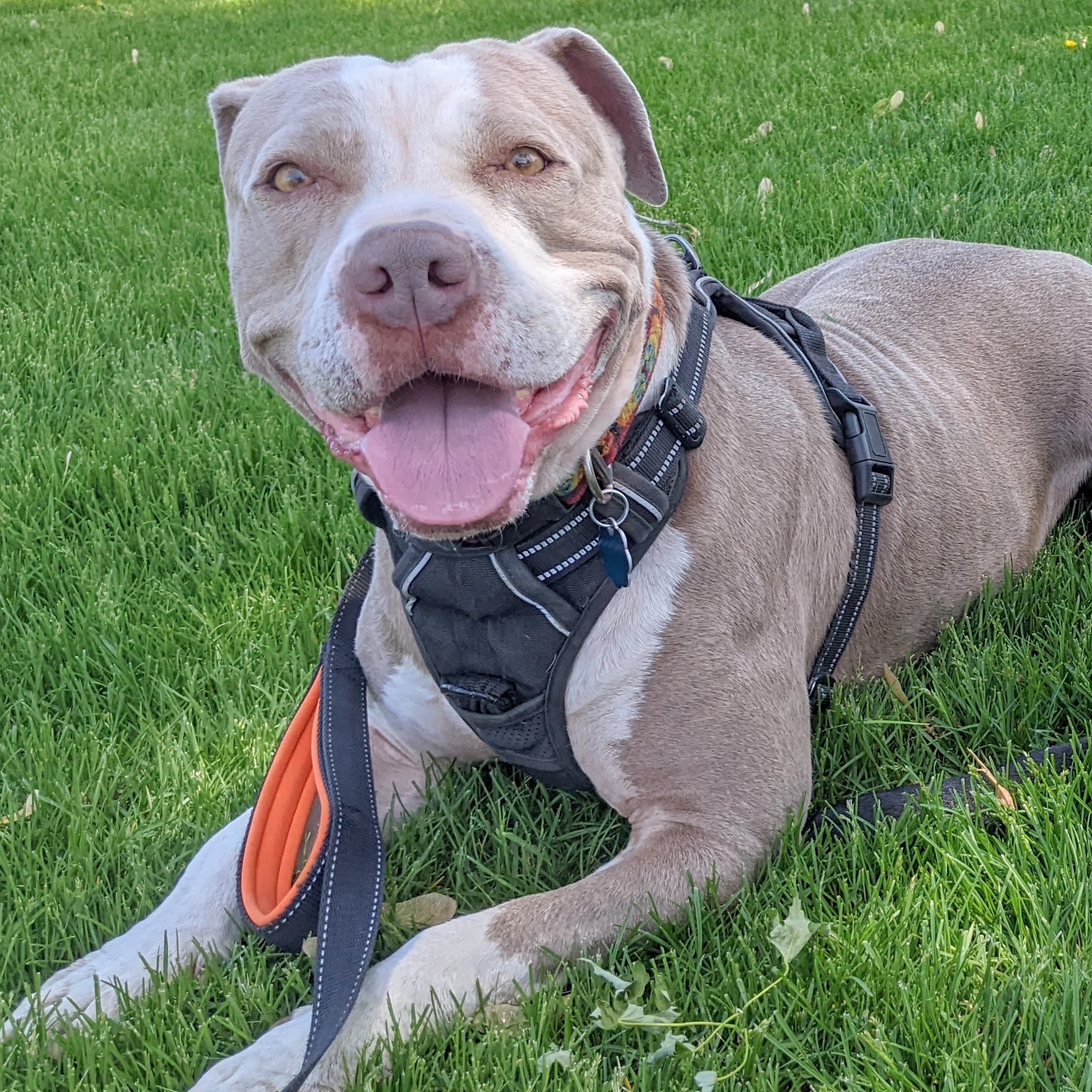 tan and white rescue pitbull named ullie aka ulrik laying in the grass with a wide content smile